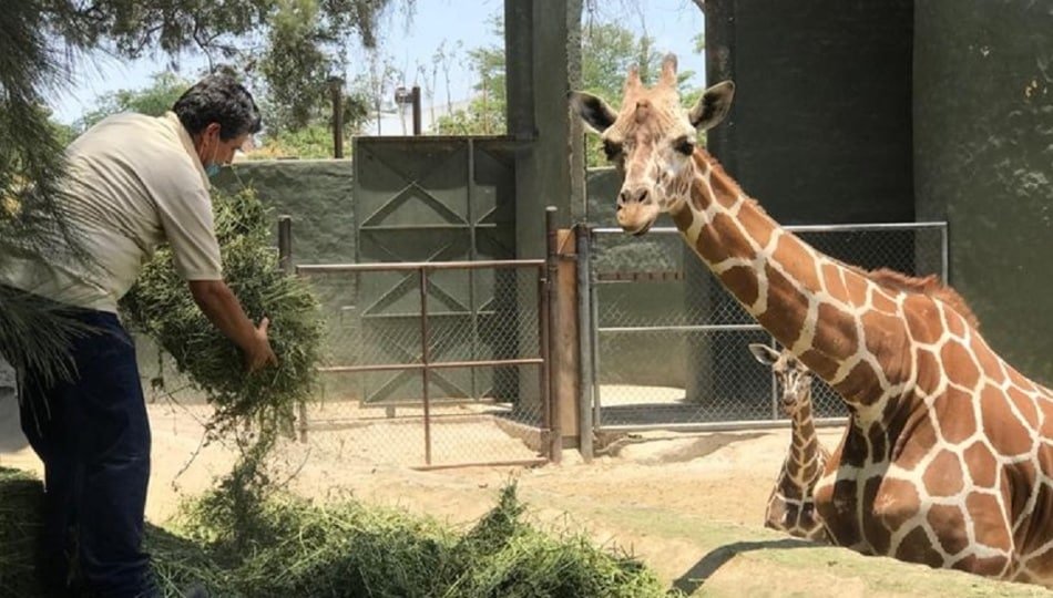 actividad familia zoologico guadalajara