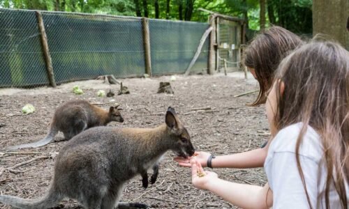 zoológico México día festivo